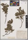 Foto von Salix breviserrata Flod.